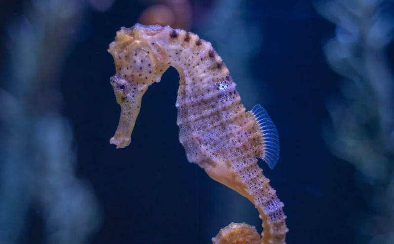 Mystery of Seahorse Love