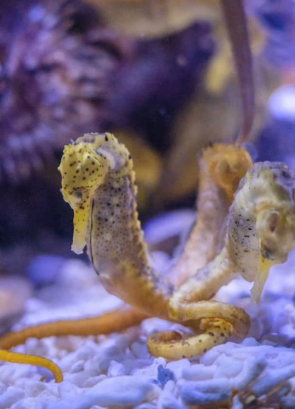 Mystery of Seahorse Love