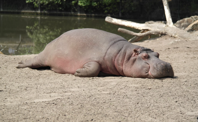 japanese zoo female hippo