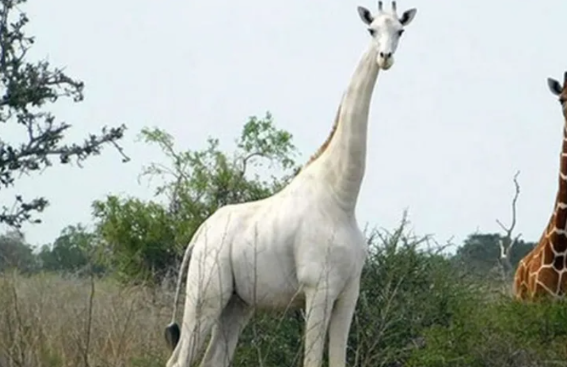 White Rare Giraffe