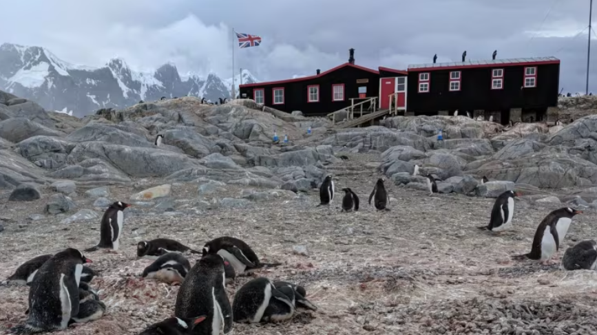 penguin counting job