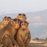 thailand monkey jail