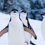 penguin counting job