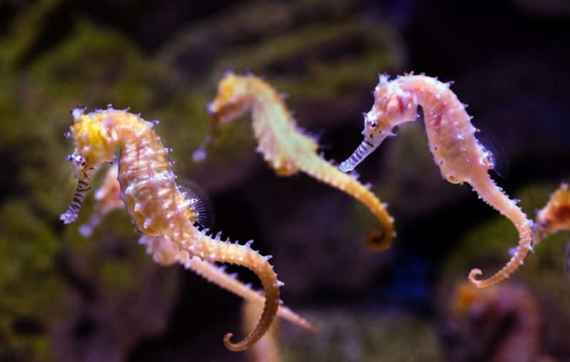 mystery of seahorse love
