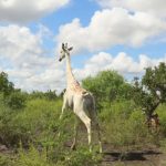white rare giraffe