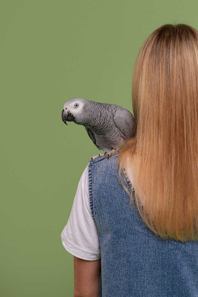 Rocco the African grey parrot
