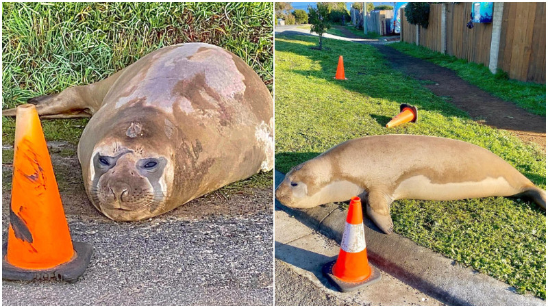 Tasmanian woman 600kg seal