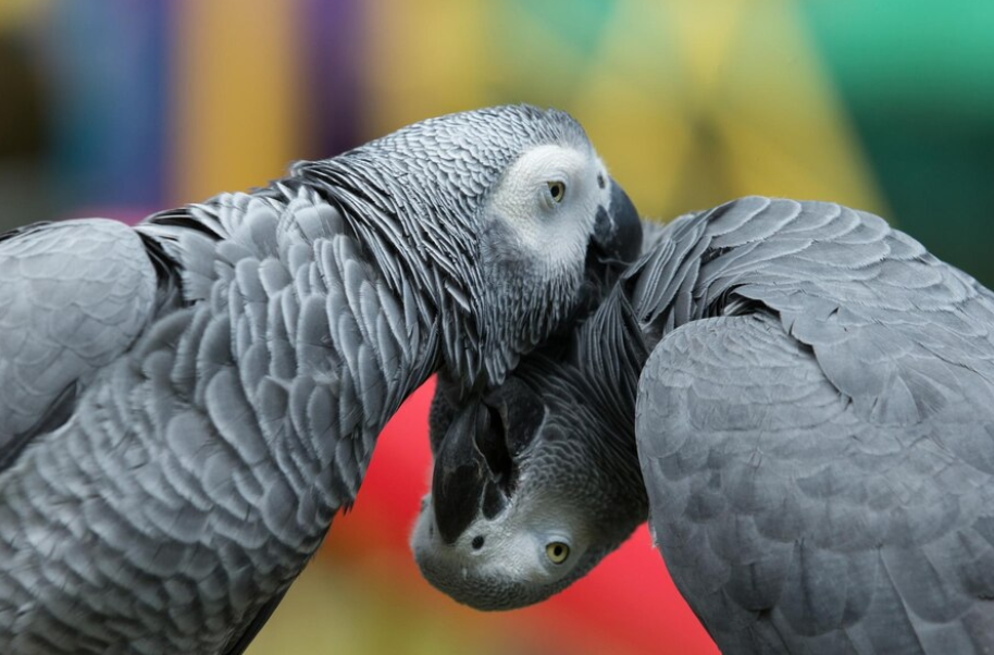 Rocco the African grey parrot