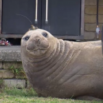 Tasmanian woman 600kg seal