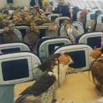 Saudi Prince Falcons