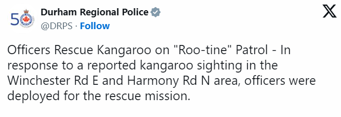 Escaped kangaroo