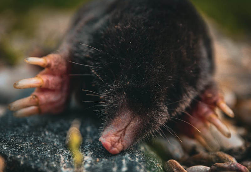 Scientists Golden Mole