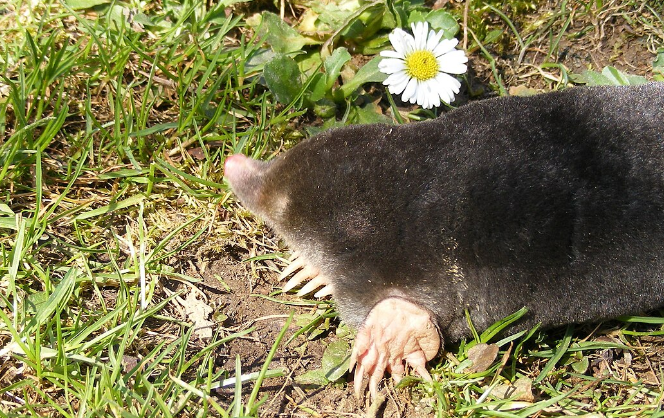 Scientists Golden Mole