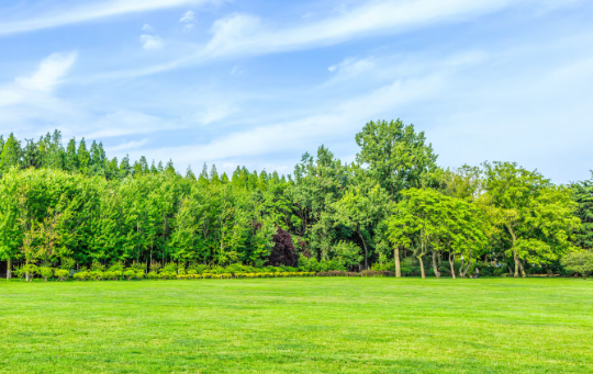 many trees