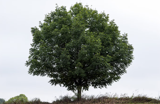 Tree Burial Pod