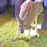 Escaped kangaroo