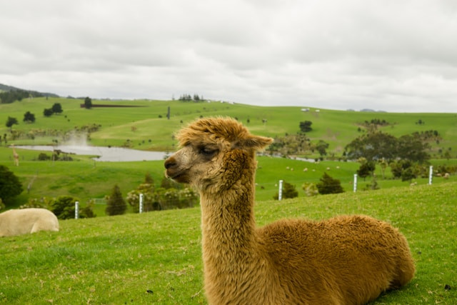 Therapy Llamas at Portland International Airport