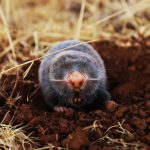 scientists golden mole