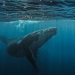 20-minute conversation whale