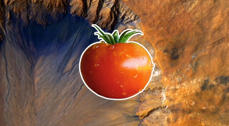 tomato in space