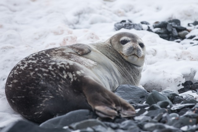 Tasmanian woman 600kg seal
