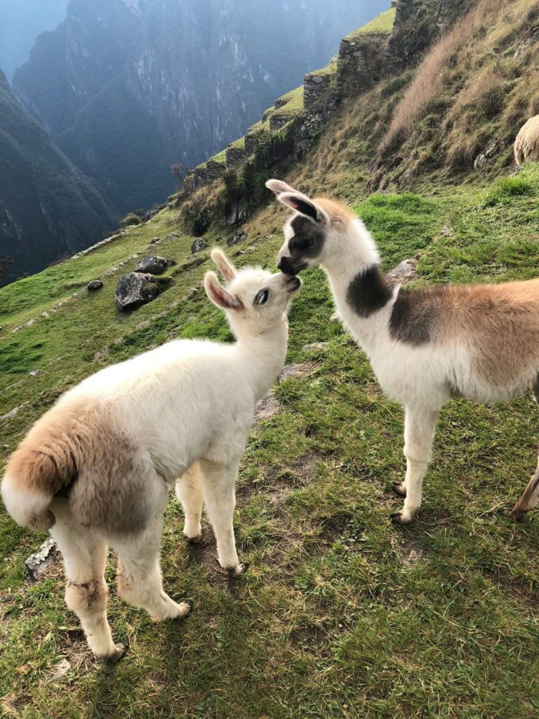 Therapy Llamas at Portland International Airport
