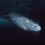 Greenland sharks