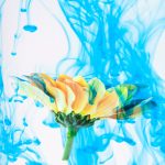 Viagra and Flower Longevity