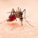 Drug Turns Blood Toxic to Mosquitoes