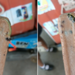 Snake Frozen in Ice Cream
