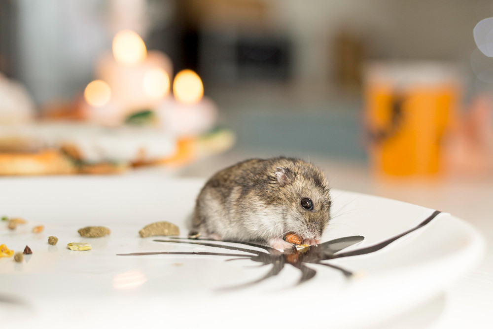 Hantavirus Outbreak in California