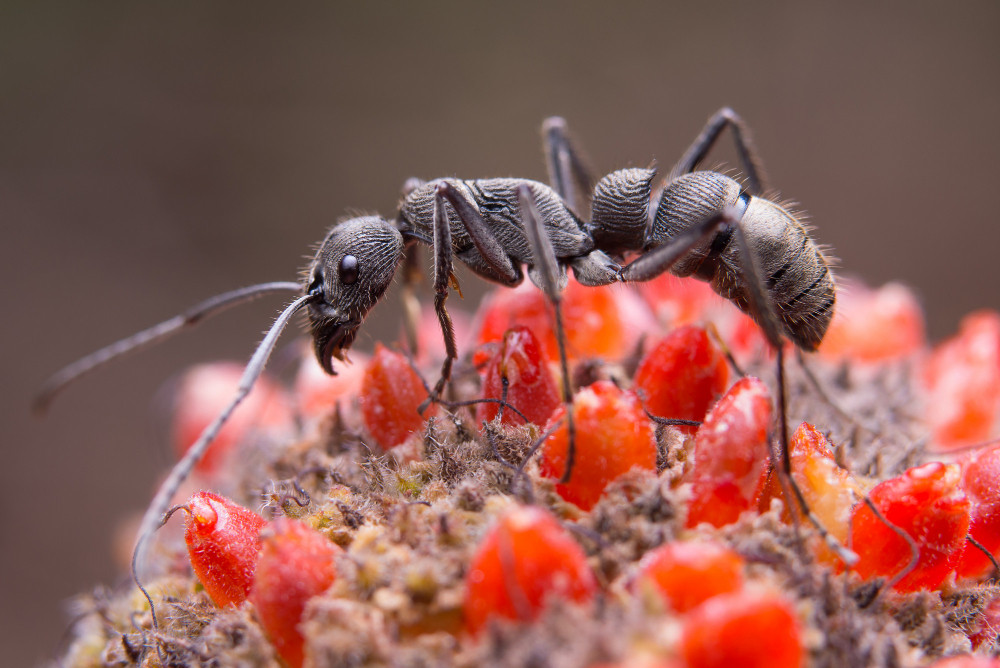 Invasive Ants in Germany