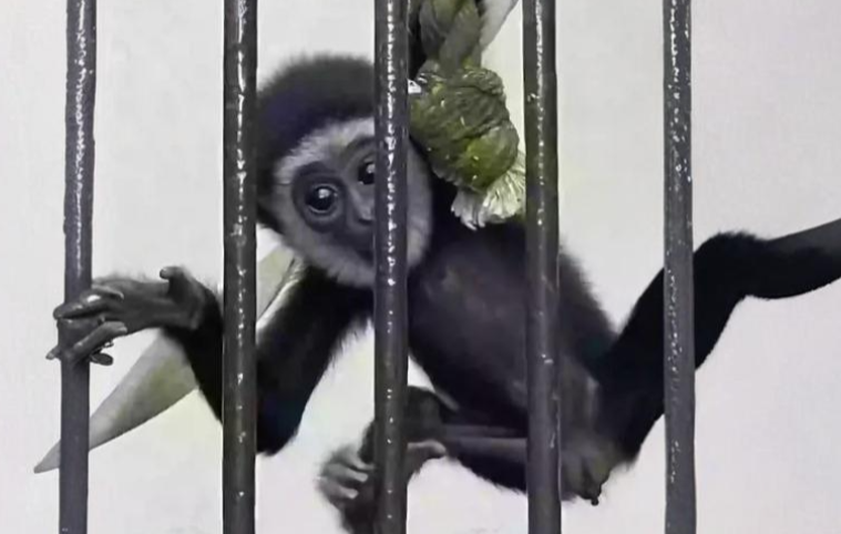 monkey