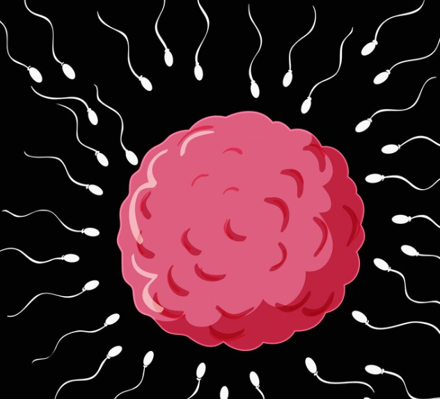 stem cell