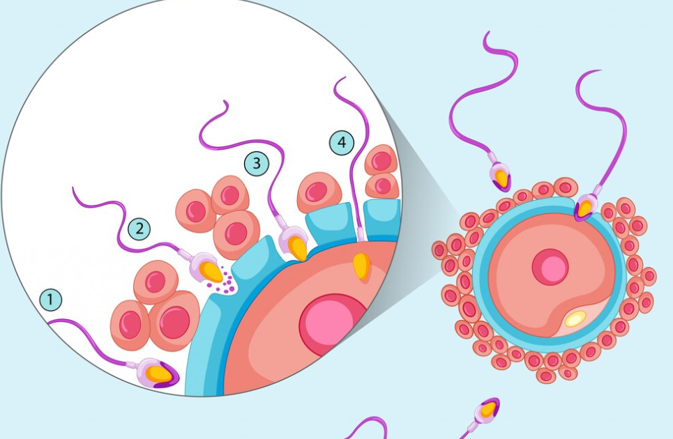 stem cells