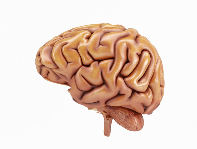 brain