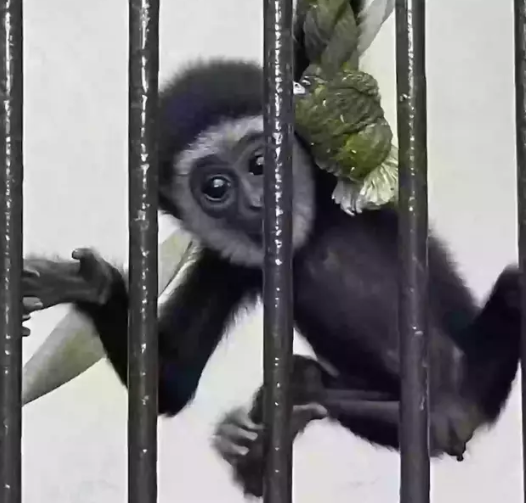 monkey