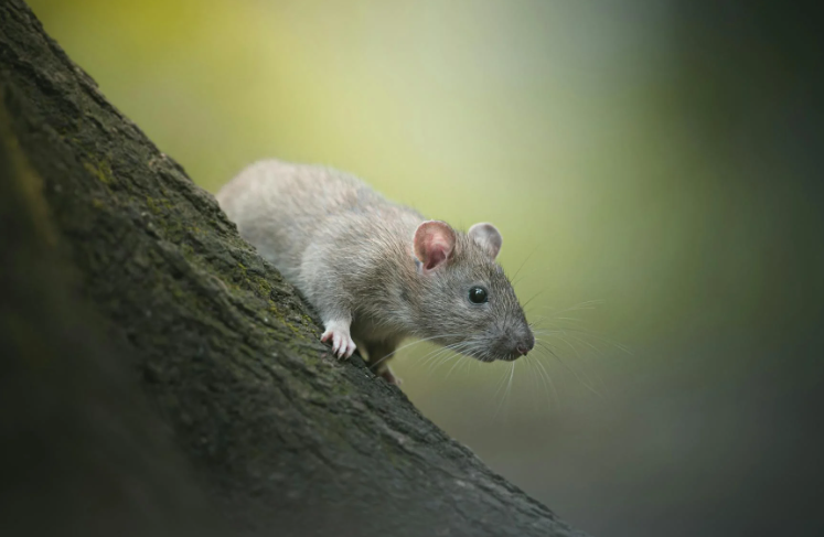 rat
