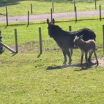 Donkey Foal with Two Mothers