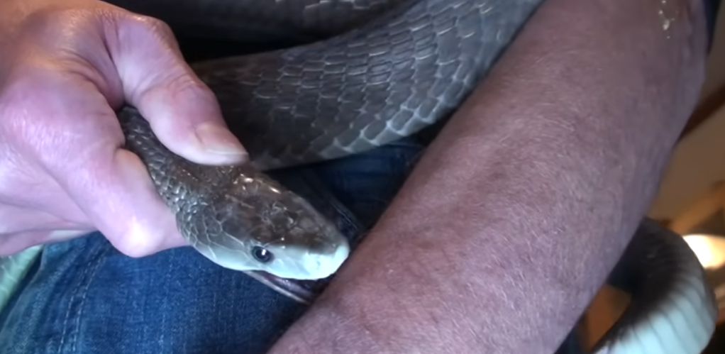 Snakebite Treatment