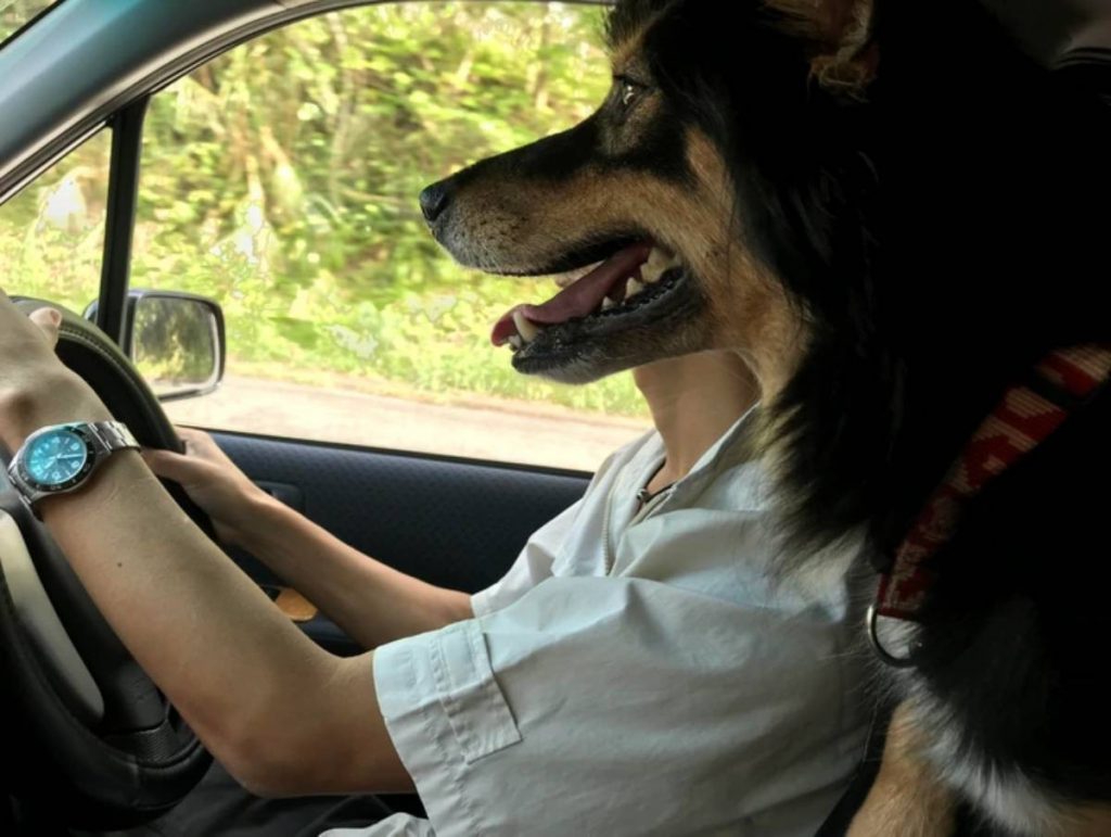 Dog gets his license/Real-life coincidences you won’t believe