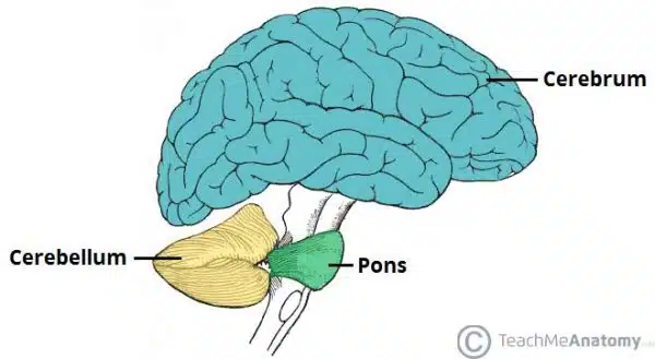 Brain Anxiety Switch