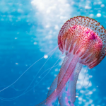 jellyfish
