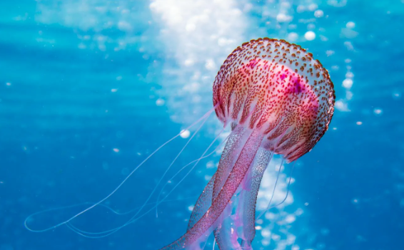 jellyfish