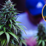 Thailand cannabis ban