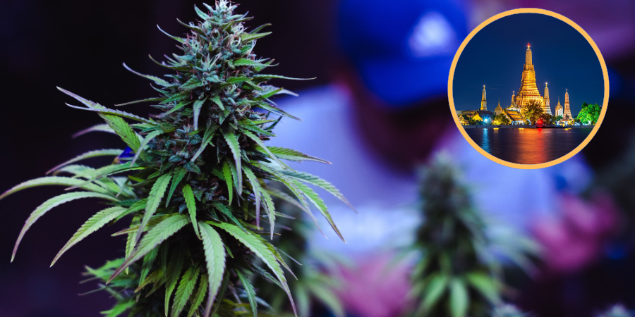 Thailand cannabis ban