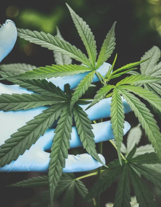 cannabis