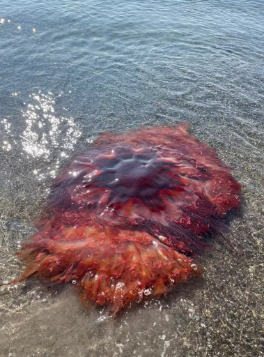 jellyfish