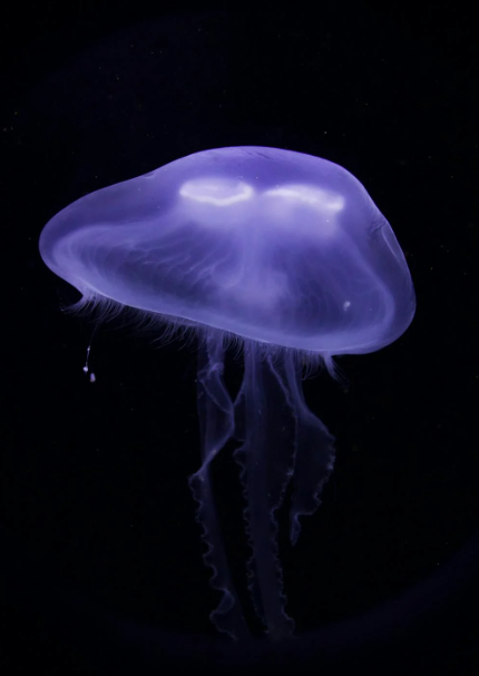 jellyfish