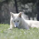 Dire Wolves De-Extinction